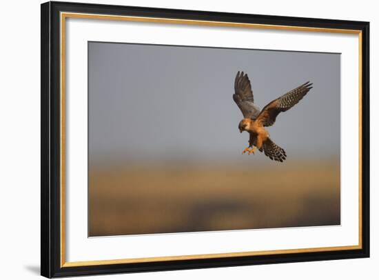 Female Red Footed Falcon (Falco Vespertinus) Hunting, Crimea, Ukraine, July-Lesniewski-Framed Photographic Print