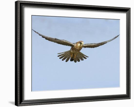 Female Red Footed Falcon (Western), Hovering in Flight, Etosha National Park, Namibia-Tony Heald-Framed Photographic Print