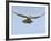 Female Red Footed Falcon (Western), Hovering in Flight, Etosha National Park, Namibia-Tony Heald-Framed Photographic Print