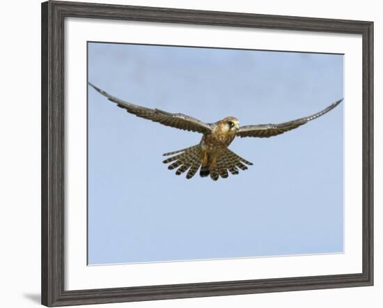 Female Red Footed Falcon (Western), Hovering in Flight, Etosha National Park, Namibia-Tony Heald-Framed Photographic Print