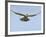 Female Red Footed Falcon (Western), Hovering in Flight, Etosha National Park, Namibia-Tony Heald-Framed Photographic Print