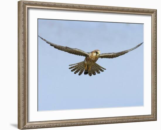 Female Red Footed Falcon (Western), Hovering in Flight, Etosha National Park, Namibia-Tony Heald-Framed Photographic Print