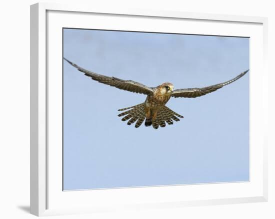 Female Red Footed Falcon (Western), Hovering in Flight, Etosha National Park, Namibia-Tony Heald-Framed Photographic Print