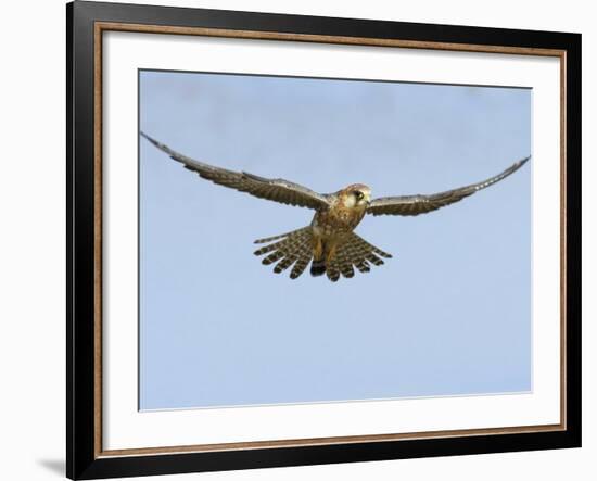 Female Red Footed Falcon (Western), Hovering in Flight, Etosha National Park, Namibia-Tony Heald-Framed Photographic Print