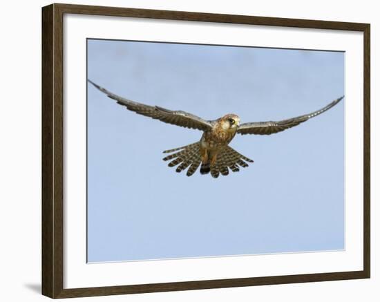 Female Red Footed Falcon (Western), Hovering in Flight, Etosha National Park, Namibia-Tony Heald-Framed Photographic Print