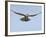 Female Red Footed Falcon (Western), Hovering in Flight, Etosha National Park, Namibia-Tony Heald-Framed Photographic Print