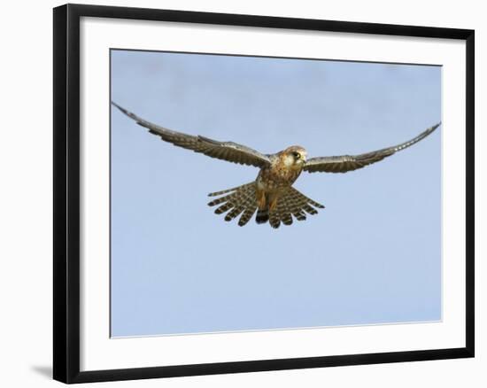 Female Red Footed Falcon (Western), Hovering in Flight, Etosha National Park, Namibia-Tony Heald-Framed Photographic Print