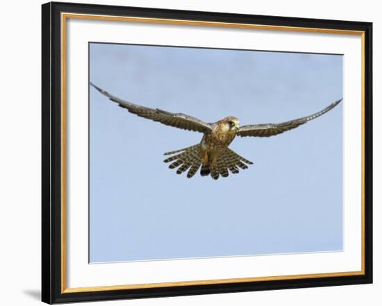 Female Red Footed Falcon (Western), Hovering in Flight, Etosha National Park, Namibia-Tony Heald-Framed Photographic Print