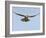 Female Red Footed Falcon (Western), Hovering in Flight, Etosha National Park, Namibia-Tony Heald-Framed Photographic Print