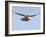 Female Red Footed Falcon (Western), Hovering in Flight, Etosha National Park, Namibia-Tony Heald-Framed Photographic Print