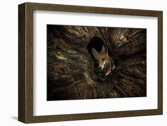 Female Red fox foraging inside a rotting tree trunk, Hungary-Milan Radisics-Framed Photographic Print