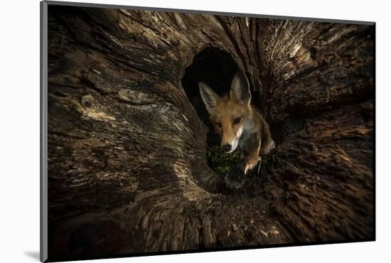 Female Red fox foraging inside a rotting tree trunk, Hungary-Milan Radisics-Mounted Photographic Print