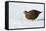 Female Red Grouse In Snow-Duncan Shaw-Framed Premier Image Canvas