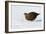Female Red Grouse In Snow-Duncan Shaw-Framed Photographic Print