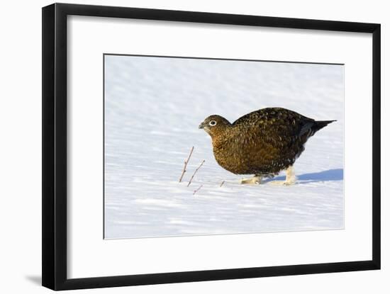 Female Red Grouse In Snow-Duncan Shaw-Framed Photographic Print