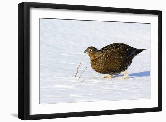 Female Red Grouse In Snow-Duncan Shaw-Framed Photographic Print