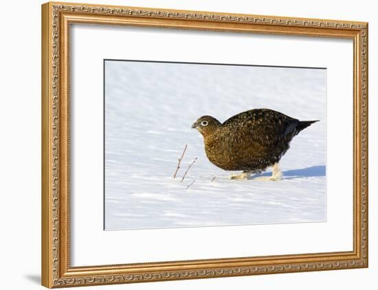 Female Red Grouse In Snow-Duncan Shaw-Framed Photographic Print