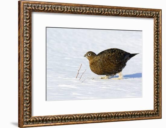 Female Red Grouse In Snow-Duncan Shaw-Framed Photographic Print