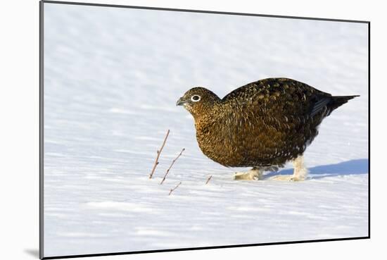 Female Red Grouse In Snow-Duncan Shaw-Mounted Photographic Print