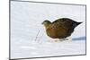 Female Red Grouse In Snow-Duncan Shaw-Mounted Photographic Print