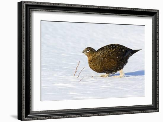 Female Red Grouse In Snow-Duncan Shaw-Framed Photographic Print