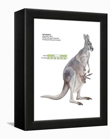 Female Red Kangaroo with Joey (Macropus Rufus), Marsupial, Mammals-Encyclopaedia Britannica-Framed Stretched Canvas