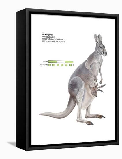 Female Red Kangaroo with Joey (Macropus Rufus), Marsupial, Mammals-Encyclopaedia Britannica-Framed Stretched Canvas