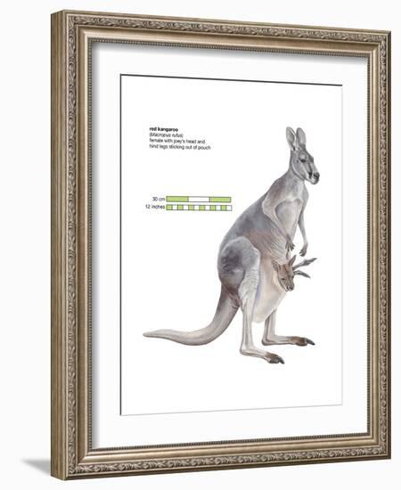 Female Red Kangaroo with Joey (Macropus Rufus), Marsupial, Mammals-Encyclopaedia Britannica-Framed Art Print