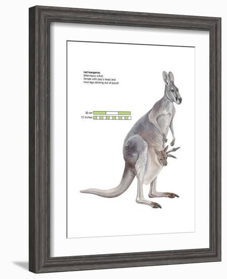 Female Red Kangaroo with Joey (Macropus Rufus), Marsupial, Mammals-Encyclopaedia Britannica-Framed Art Print