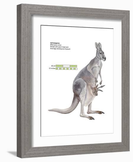 Female Red Kangaroo with Joey (Macropus Rufus), Marsupial, Mammals-Encyclopaedia Britannica-Framed Art Print