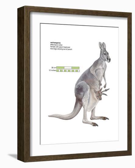 Female Red Kangaroo with Joey (Macropus Rufus), Marsupial, Mammals-Encyclopaedia Britannica-Framed Art Print