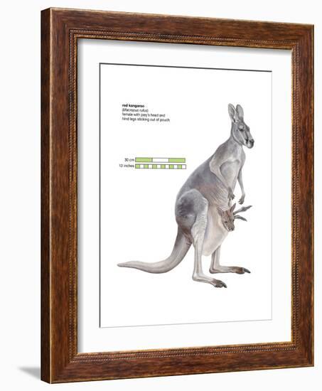 Female Red Kangaroo with Joey (Macropus Rufus), Marsupial, Mammals-Encyclopaedia Britannica-Framed Art Print