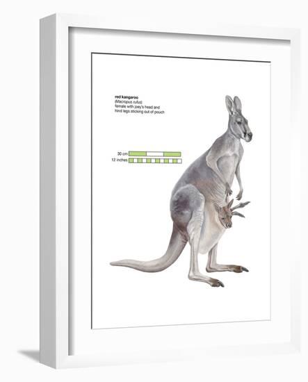 Female Red Kangaroo with Joey (Macropus Rufus), Marsupial, Mammals-Encyclopaedia Britannica-Framed Art Print