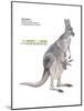 Female Red Kangaroo with Joey (Macropus Rufus), Marsupial, Mammals-Encyclopaedia Britannica-Mounted Art Print