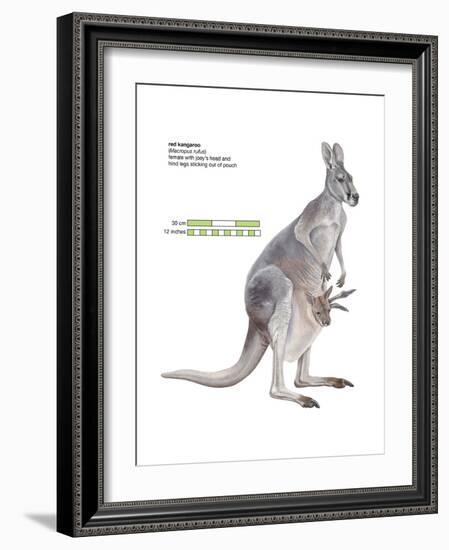 Female Red Kangaroo with Joey (Macropus Rufus), Marsupial, Mammals-Encyclopaedia Britannica-Framed Art Print