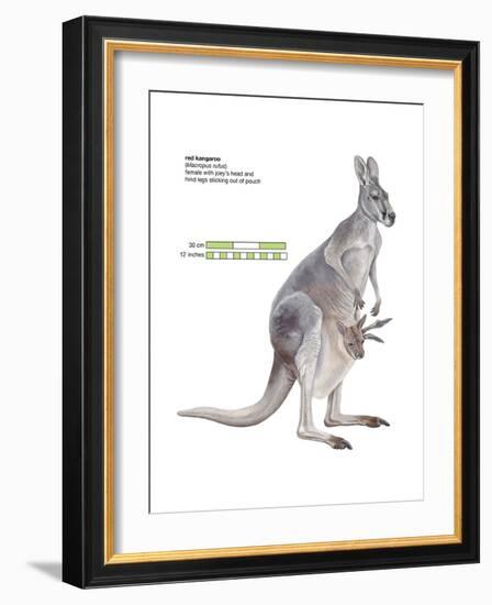 Female Red Kangaroo with Joey (Macropus Rufus), Marsupial, Mammals-Encyclopaedia Britannica-Framed Art Print