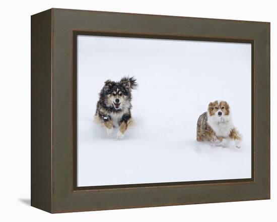 Female Red Merle and Red Tricolor Australian Shepherd Dogs Running in Snow, Longmont, Colorado, USA-Carol Walker-Framed Premier Image Canvas