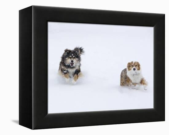 Female Red Merle and Red Tricolor Australian Shepherd Dogs Running in Snow, Longmont, Colorado, USA-Carol Walker-Framed Premier Image Canvas