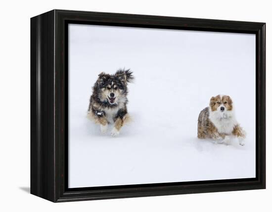 Female Red Merle and Red Tricolor Australian Shepherd Dogs Running in Snow, Longmont, Colorado, USA-Carol Walker-Framed Premier Image Canvas