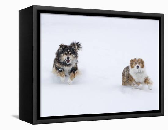 Female Red Merle and Red Tricolor Australian Shepherd Dogs Running in Snow, Longmont, Colorado, USA-Carol Walker-Framed Premier Image Canvas