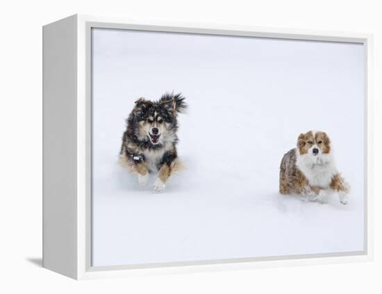 Female Red Merle and Red Tricolor Australian Shepherd Dogs Running in Snow, Longmont, Colorado, USA-Carol Walker-Framed Premier Image Canvas