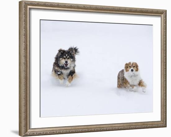 Female Red Merle and Red Tricolor Australian Shepherd Dogs Running in Snow, Longmont, Colorado, USA-Carol Walker-Framed Photographic Print