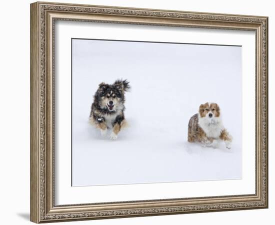 Female Red Merle and Red Tricolor Australian Shepherd Dogs Running in Snow, Longmont, Colorado, USA-Carol Walker-Framed Photographic Print