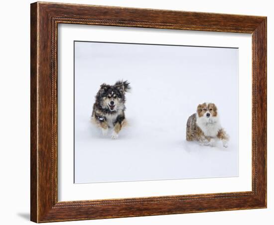 Female Red Merle and Red Tricolor Australian Shepherd Dogs Running in Snow, Longmont, Colorado, USA-Carol Walker-Framed Photographic Print