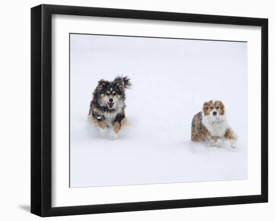 Female Red Merle and Red Tricolor Australian Shepherd Dogs Running in Snow, Longmont, Colorado, USA-Carol Walker-Framed Photographic Print