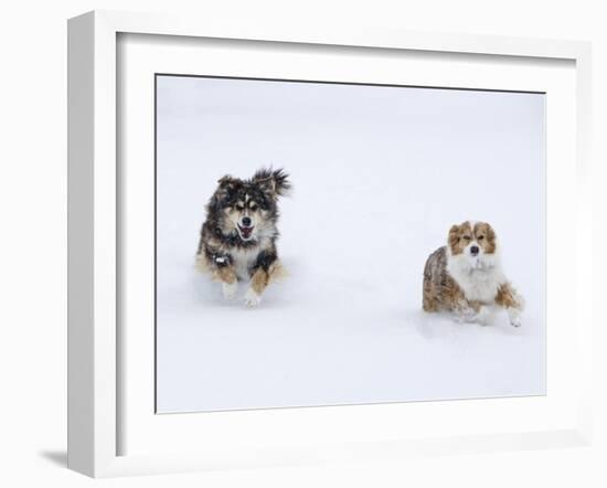 Female Red Merle and Red Tricolor Australian Shepherd Dogs Running in Snow, Longmont, Colorado, USA-Carol Walker-Framed Photographic Print