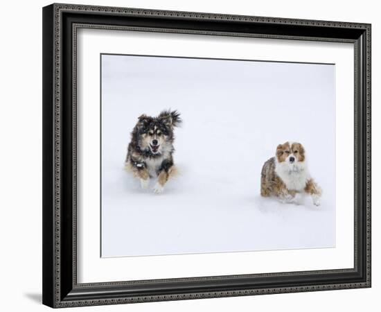 Female Red Merle and Red Tricolor Australian Shepherd Dogs Running in Snow, Longmont, Colorado, USA-Carol Walker-Framed Photographic Print