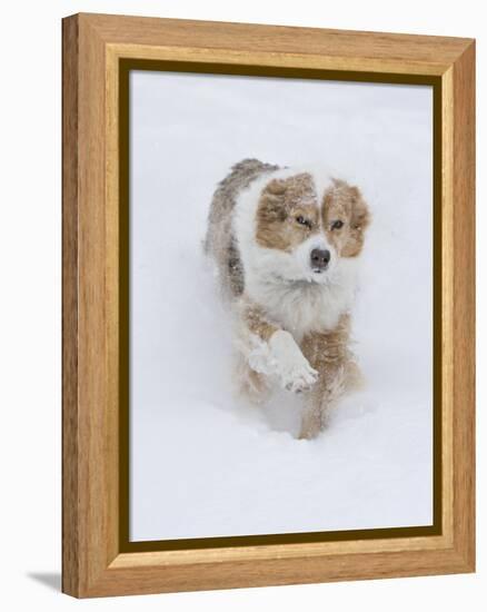 Female Red Merle Australian Shepherd Dog Running in Snow, Longmont, Colorado, USA-Carol Walker-Framed Premier Image Canvas