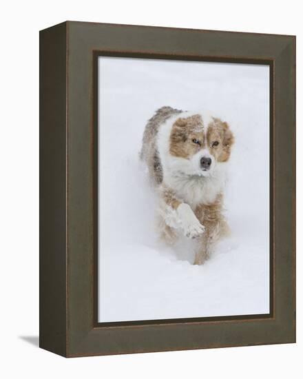 Female Red Merle Australian Shepherd Dog Running in Snow, Longmont, Colorado, USA-Carol Walker-Framed Premier Image Canvas