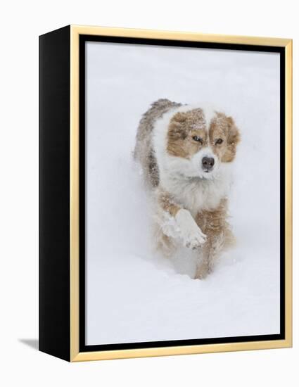 Female Red Merle Australian Shepherd Dog Running in Snow, Longmont, Colorado, USA-Carol Walker-Framed Premier Image Canvas